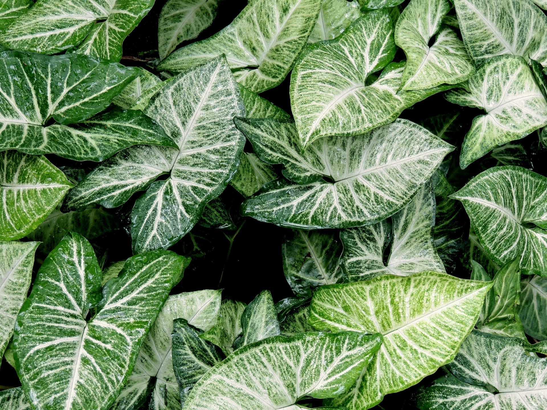 plants and leaves